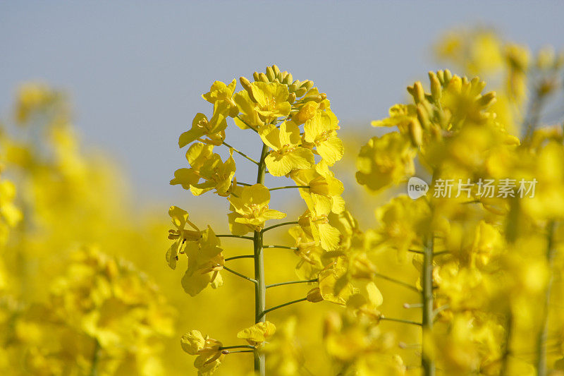 油菜田(Brassica napus ssp.)